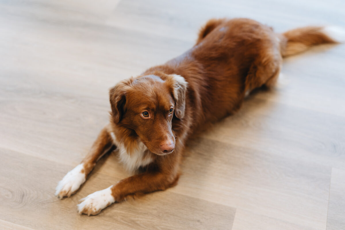 Nova Scotia Duck Tolling retriever