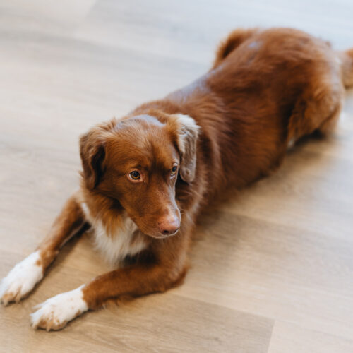 Nova Scotia Duck Tolling retriever